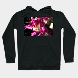 850_4502 Hoodie